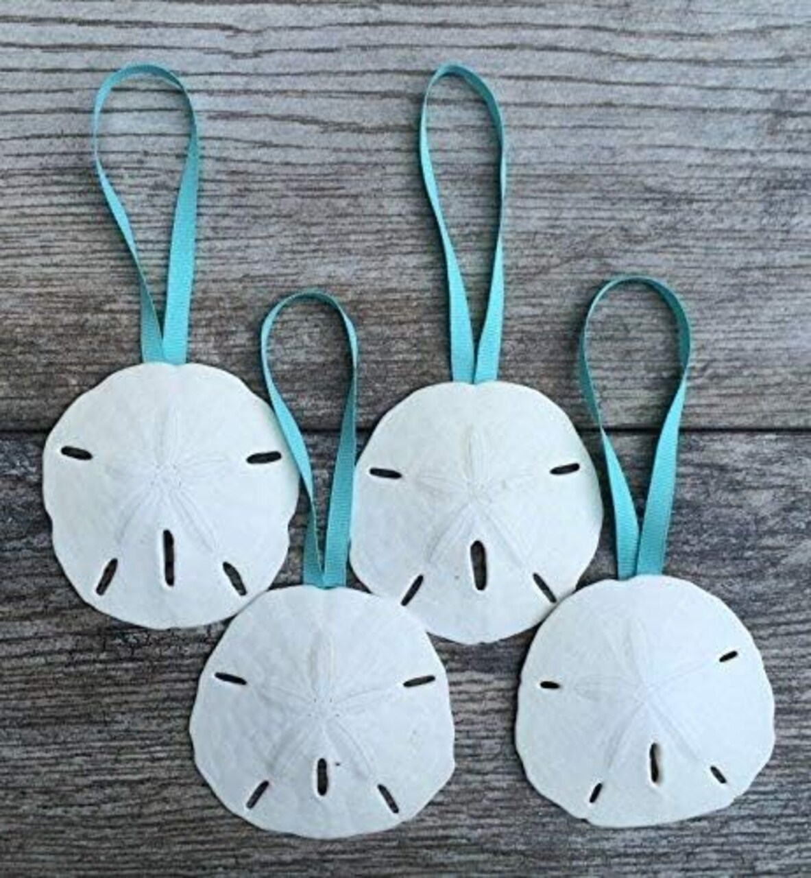 Sand Dollar Ornaments Natural Sand Dollars 3" with Aqua Ribbon Set of 4 Real Sand Dollars for Beach Wedding Décor